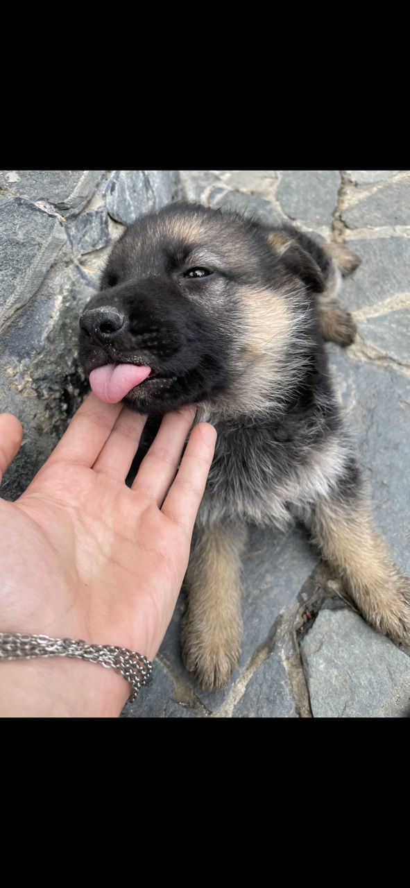 Немецкая Овчарка Фото По Месяцам До Года