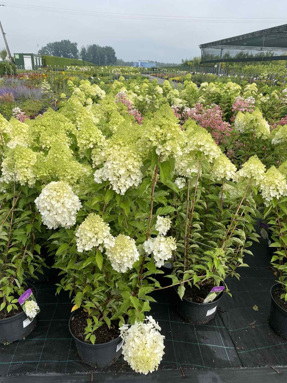 Hortensia / hydrangea foto 4