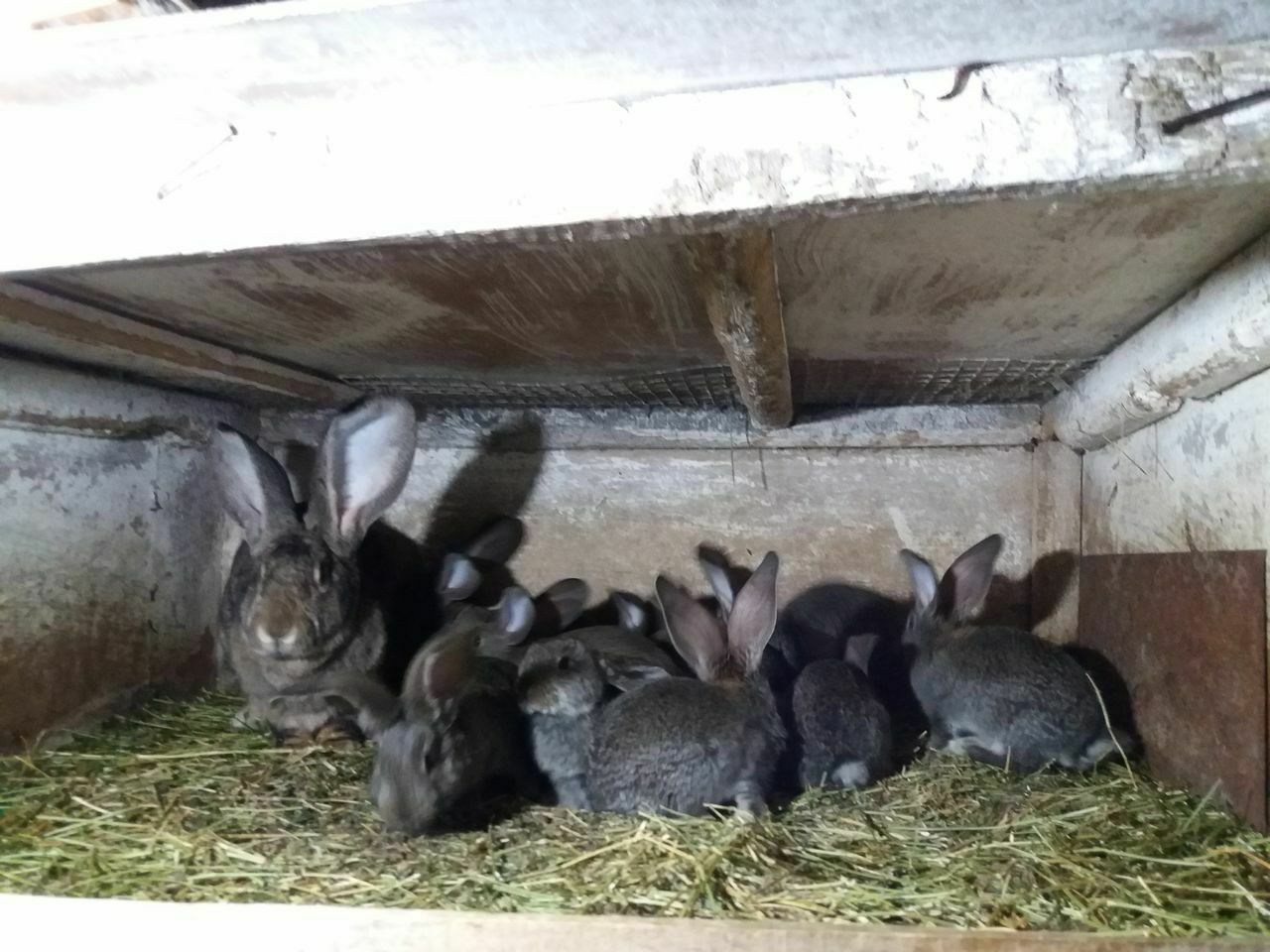 Бельгийский Фландр. Единцы.