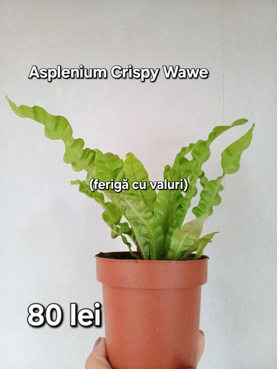 Plante de cameră, adaptate, crescute cu foto 1