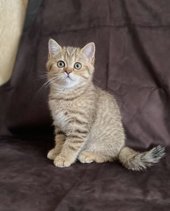 Котята шотландские Scottish straight