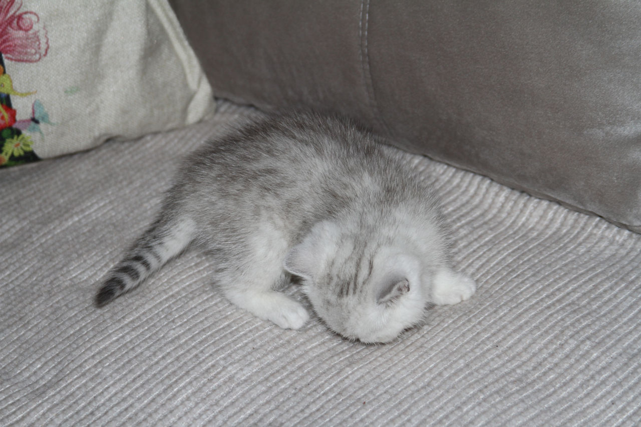 Pisica / Pisoi British Shorthair Chinchilla de Vânzare  foto 1
