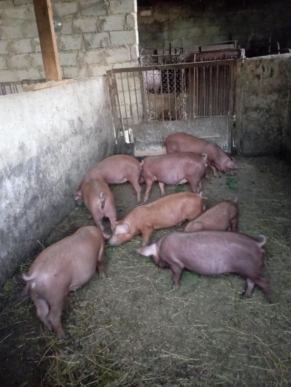 Vînd purcei rasă duroc  foto 2