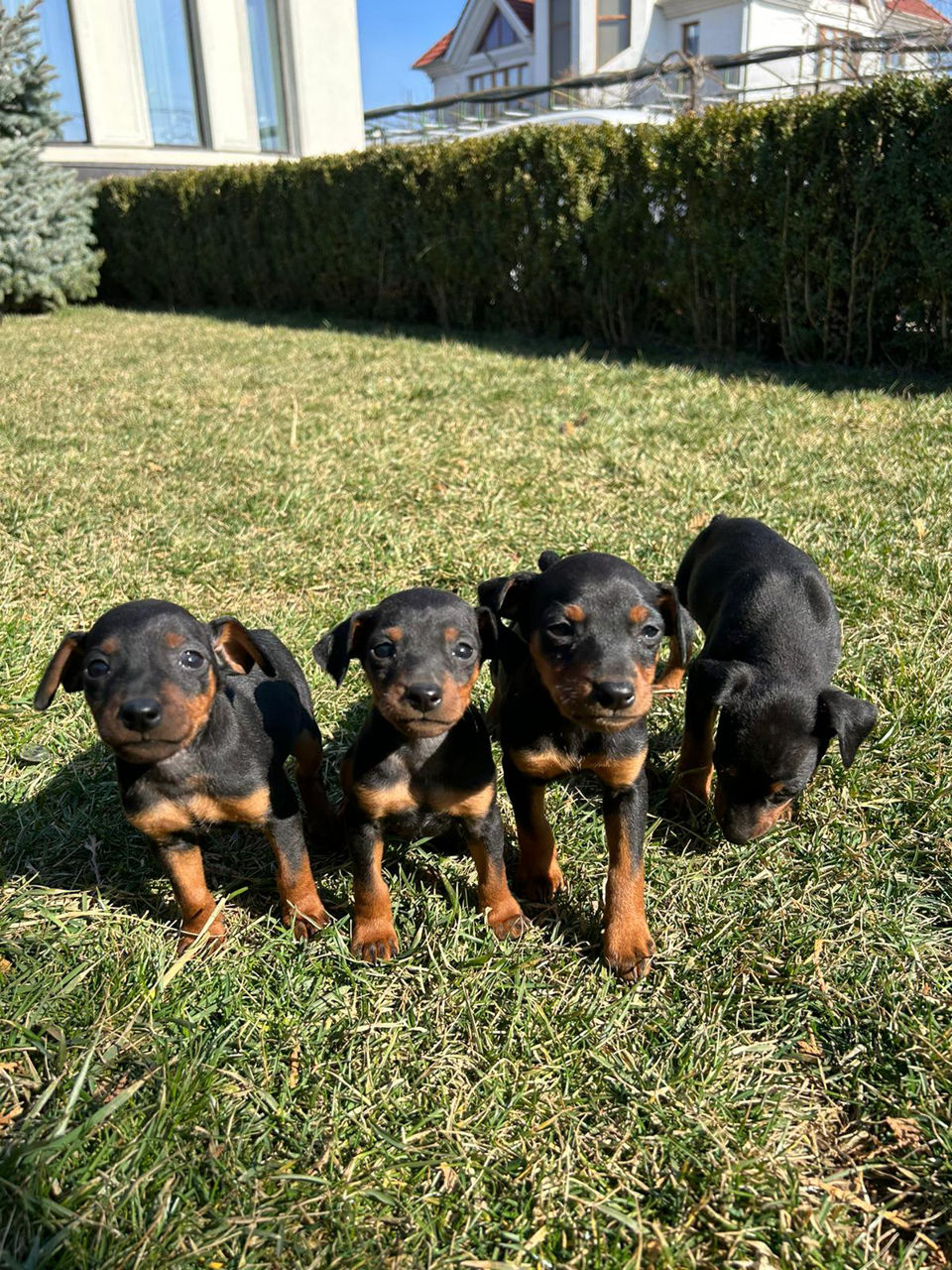 Zwergpinscher foto 2