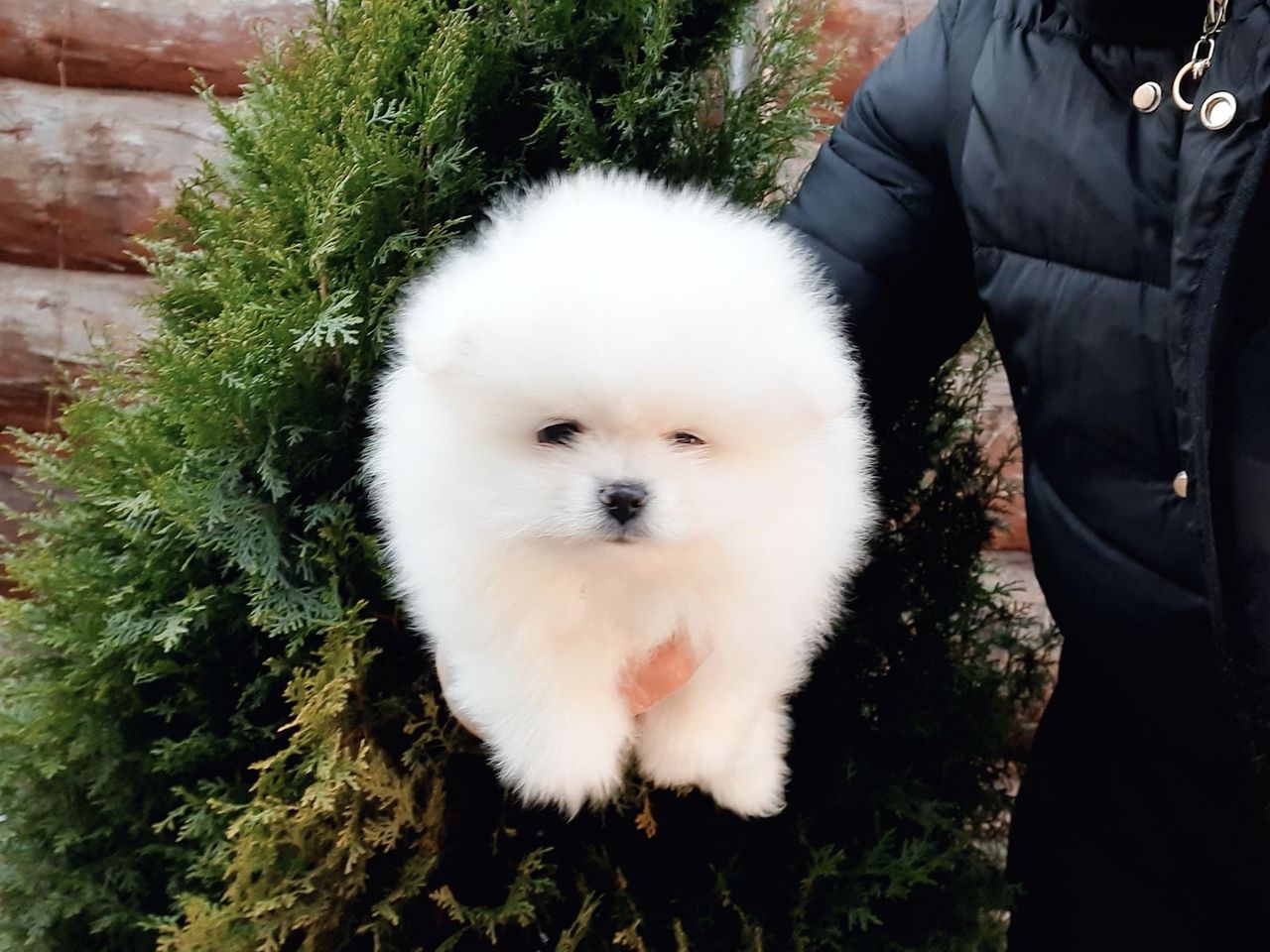 Померанский шпиц(spitz pomeranian) foto 0