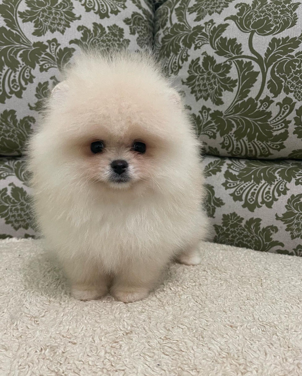 Caine pomeranian hot sale mini toy