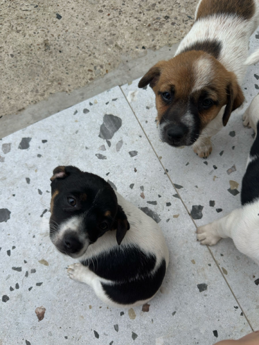 Pui Jack Russell Terrier (metis) de vânzare  foto 2