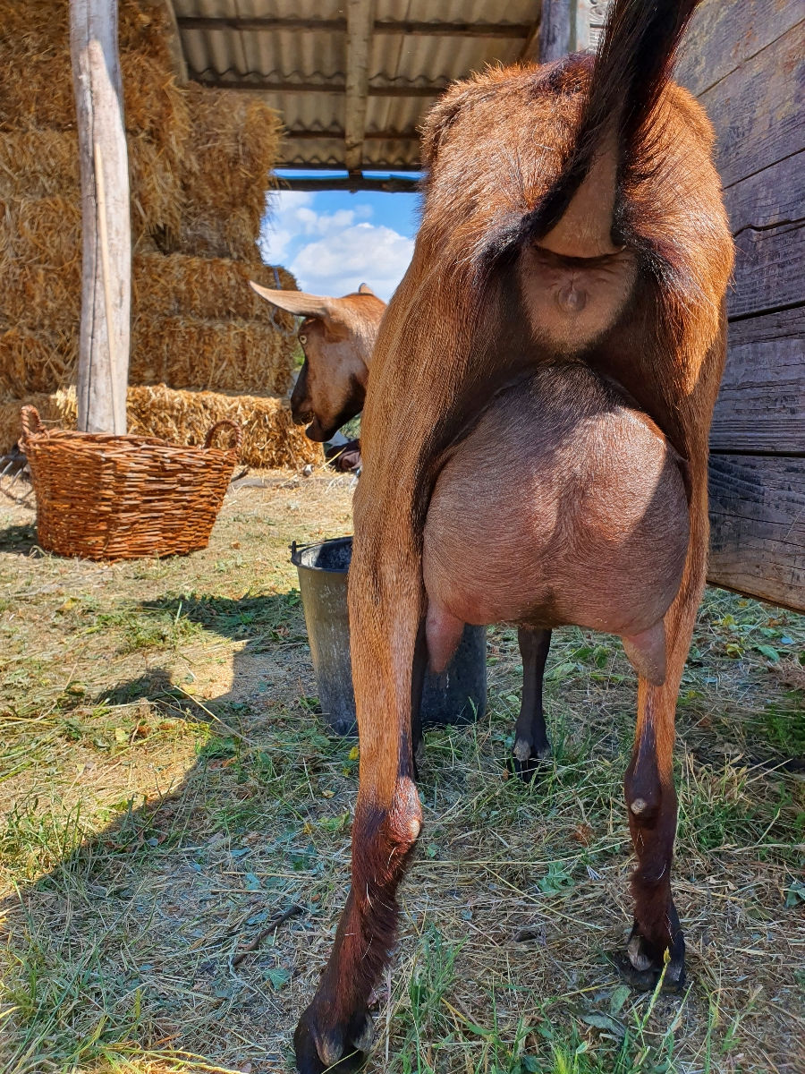 Vând capre şi iediţe bune foto 4