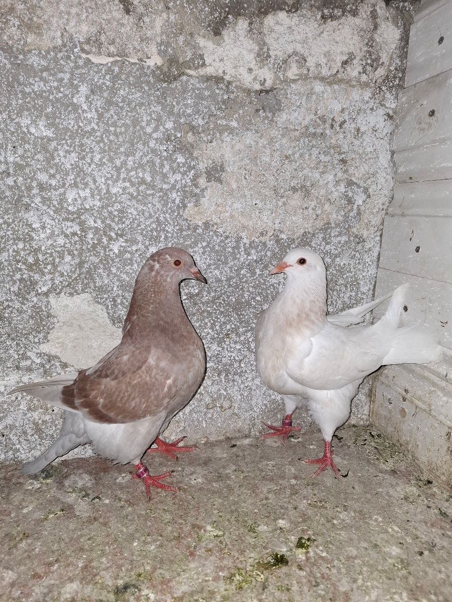 🕊️ Porumbei de rasă – King și Texani, talie mare 🕊️

 foto 8