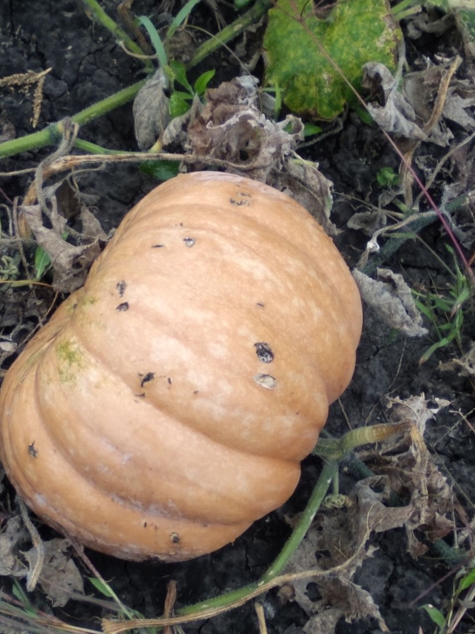 Продам тыкву