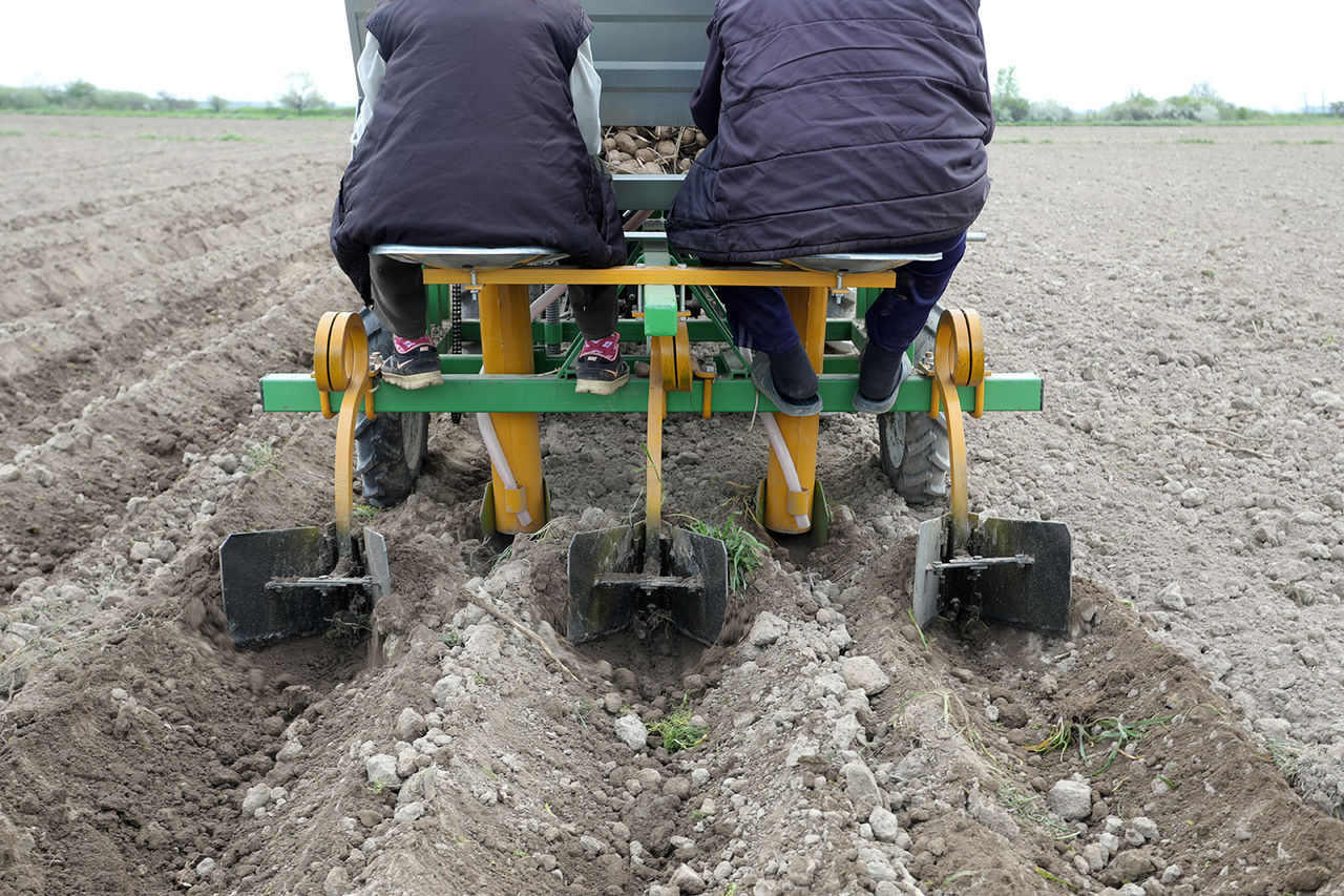 Se vinde mașină de plantat cartofi cu 2 rânduri si distribuitor de îngrășământe foto 4