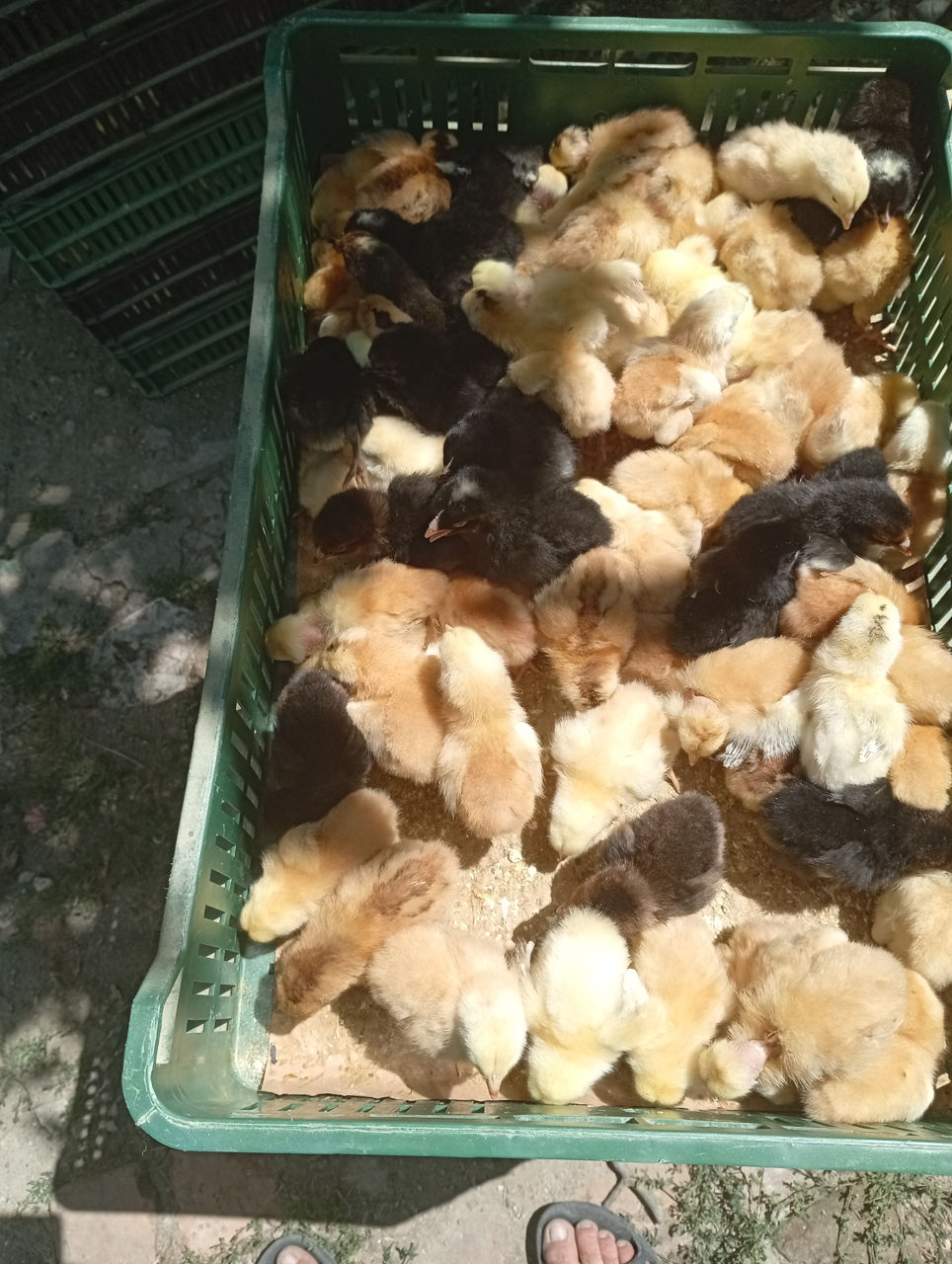 Avem în vânzare pui de o zi cantități angro și la bucat. Pui Unguresc Sănătos  foto 1