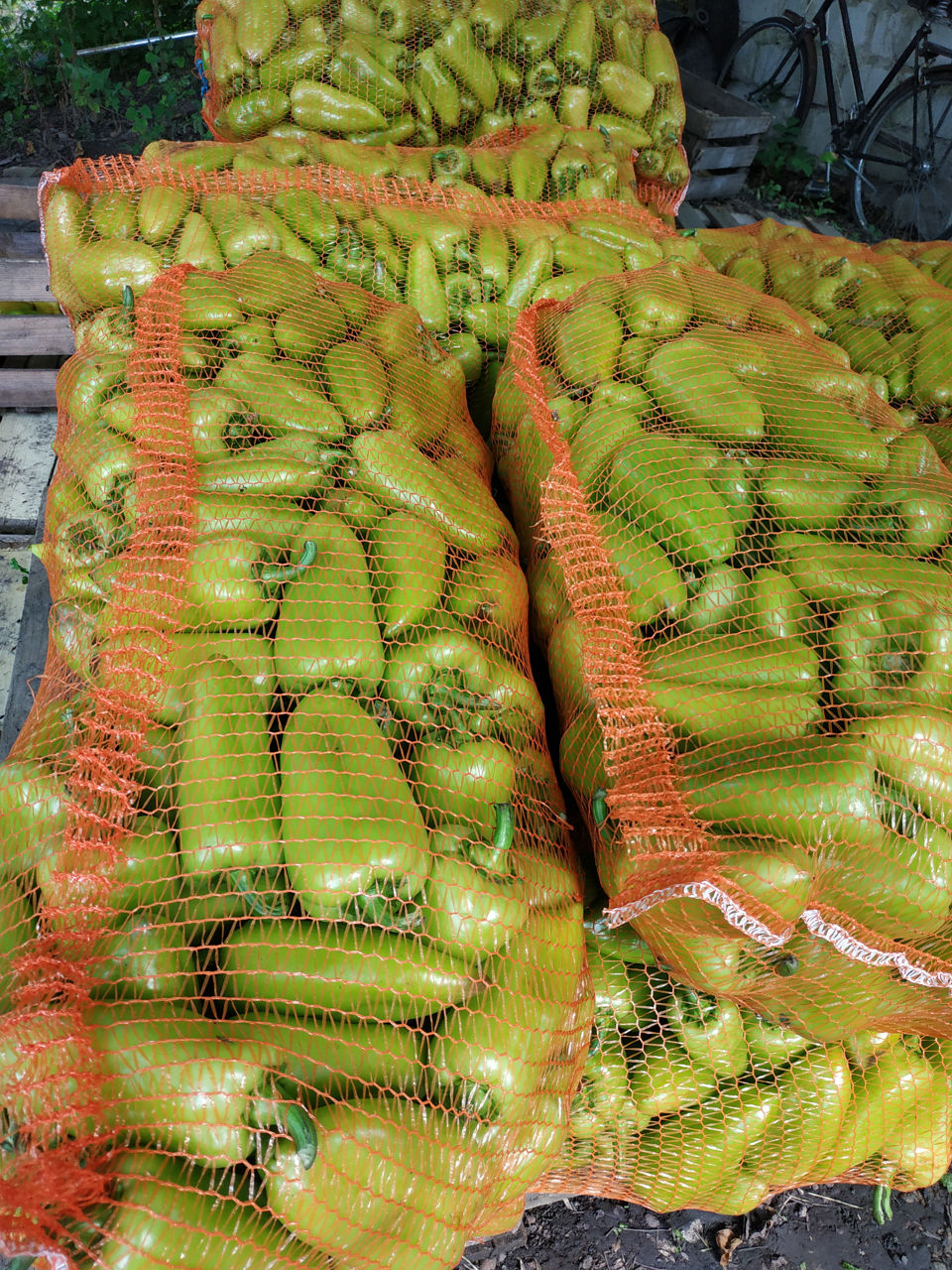 Продам перец , сорт полет