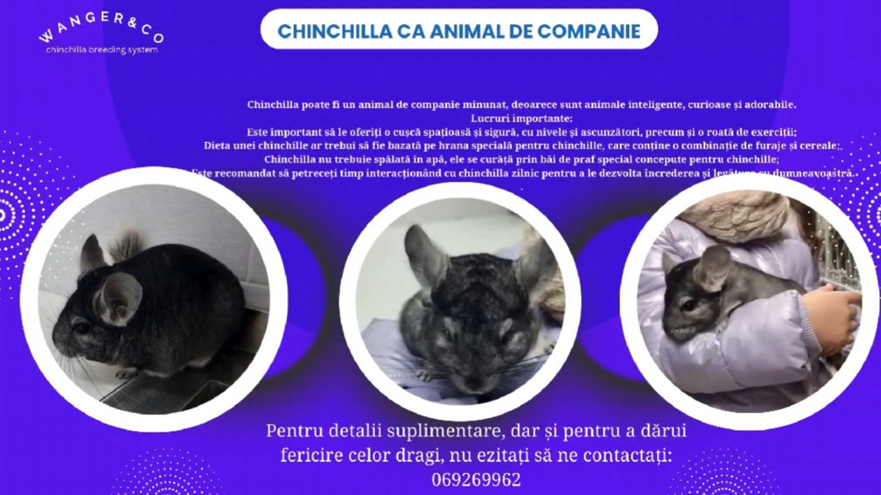 Vindem sinsile,chinchile ca animal de companie. foto 3