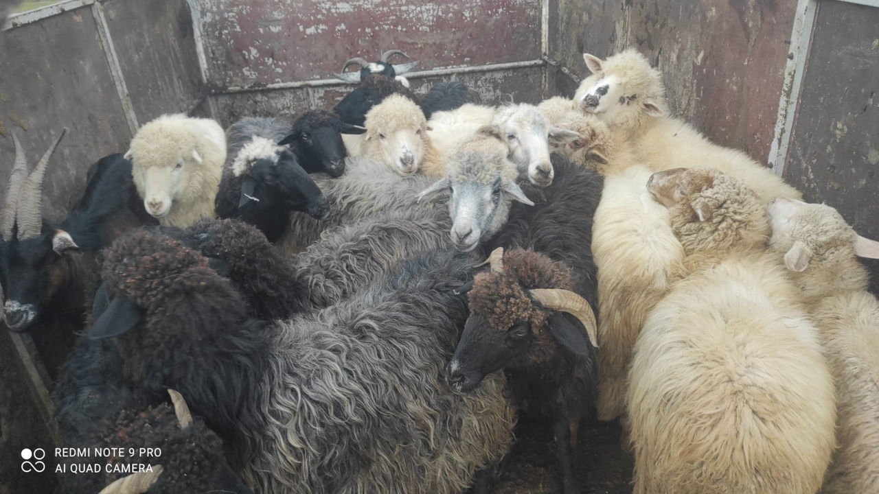 Cumpărător animale la carne vaci buhai junci caii  foto 2
