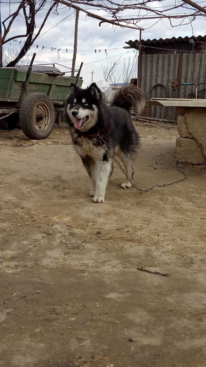 Французский боксер фото