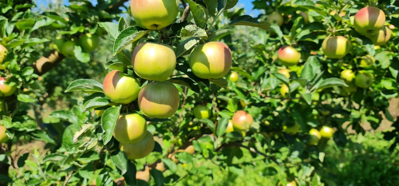 Se vând mere angro, direct de la producător!