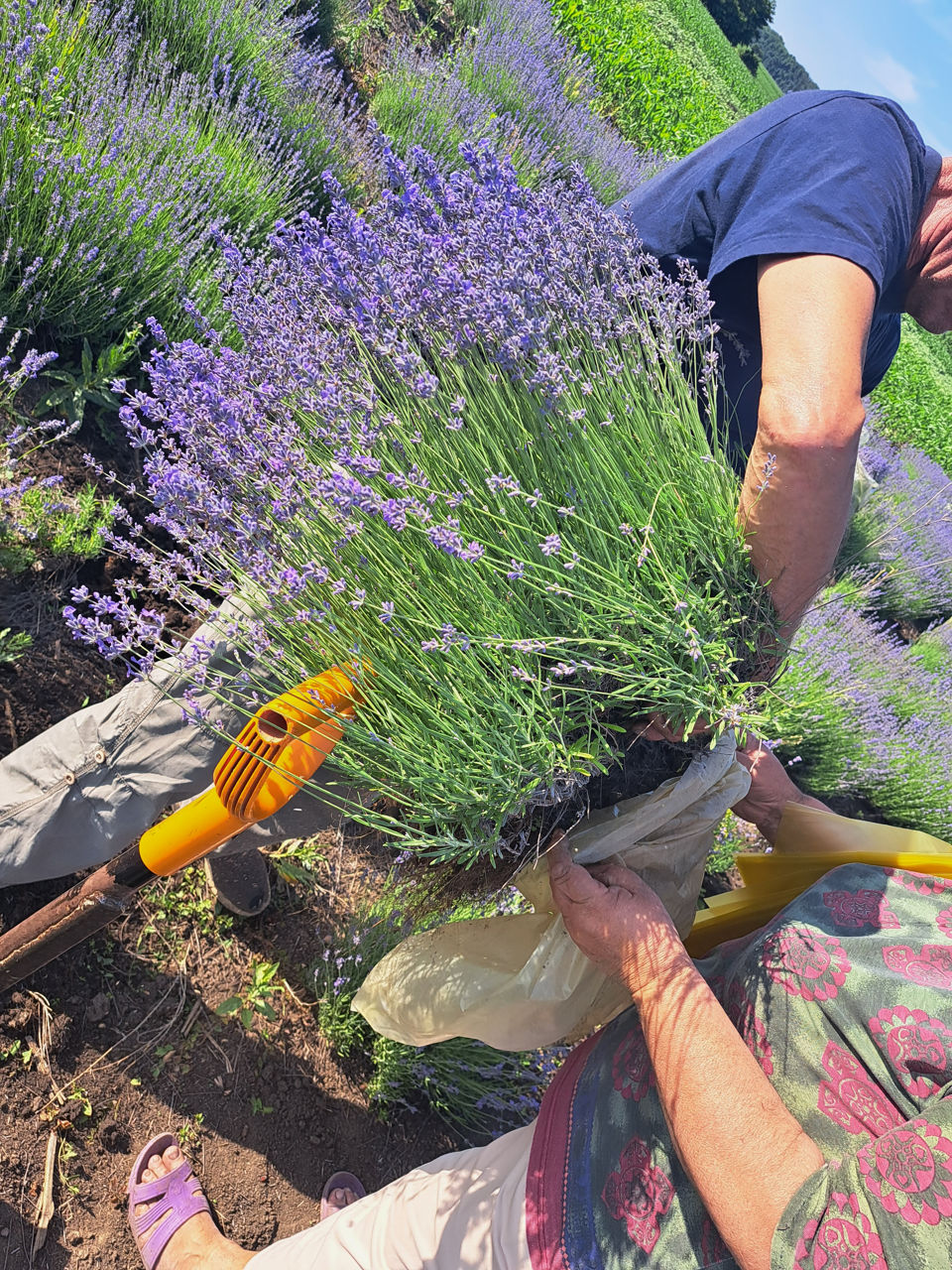 Lavanda foto 5