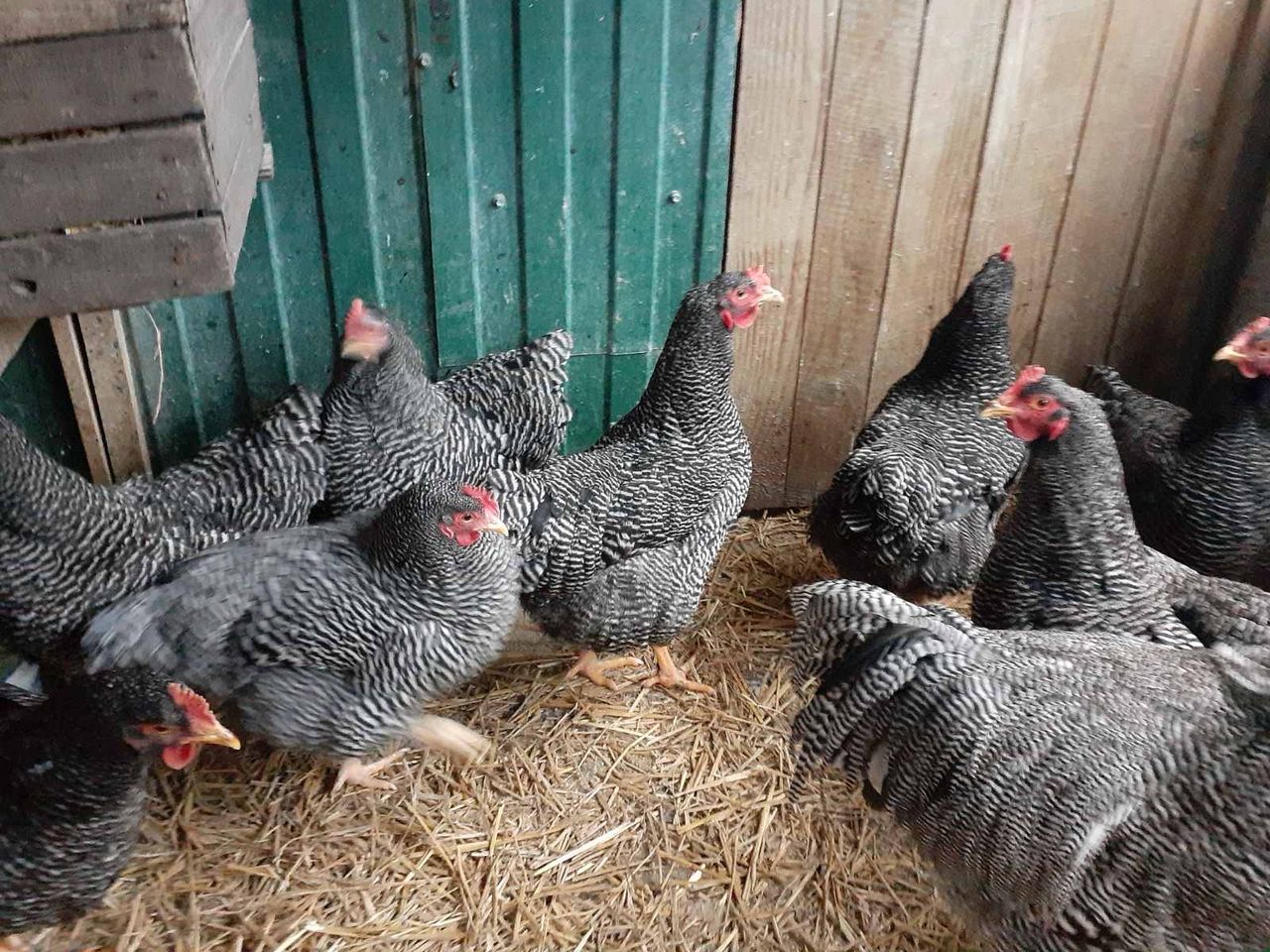 Плимутрок полосатый цыплята. Петух плимутрок фото. Полосатый плимутрок. Плимутрок порода кур. Плимутрок куропатчатый.