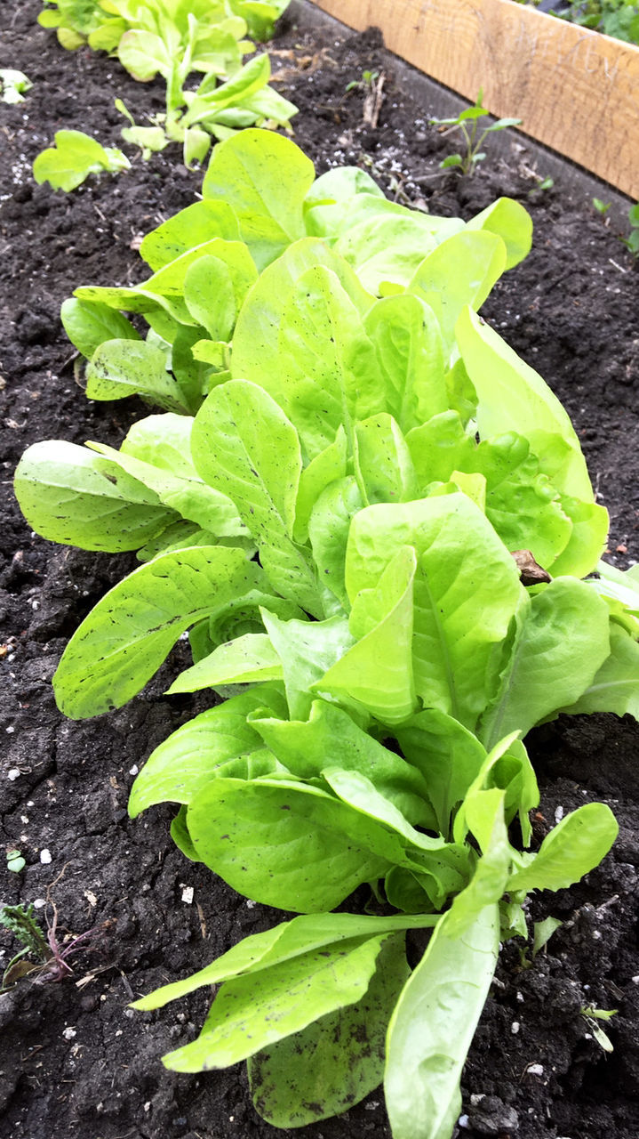 Perlit agricol. Перлит для растений. foto 8