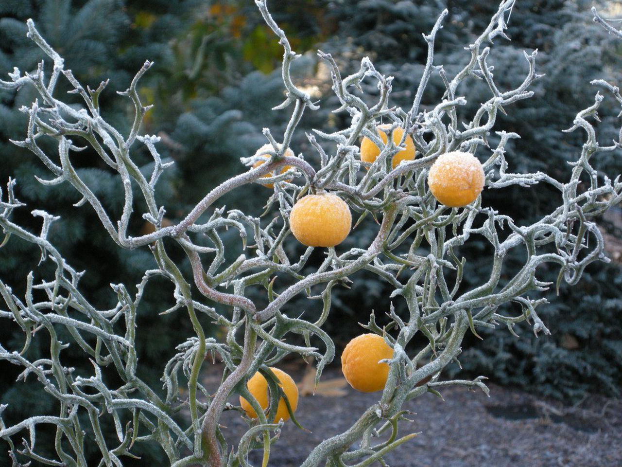 Лимон морозостойкий "Lemon-Bitter" -30C фото 0