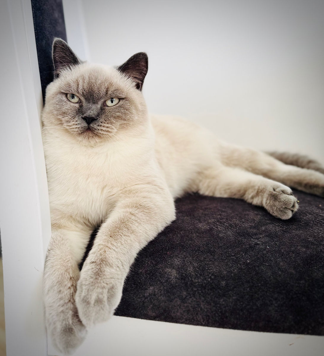 Motan de rasă pentru împerechere ( monta)– invităm pisici acasă la noi.  Кот для вязки ! фото 2