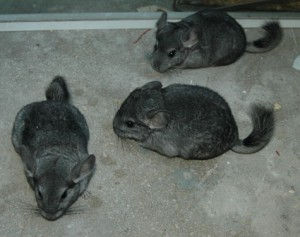 Vindem sinsile,chinchile ca animal de companie. foto 1