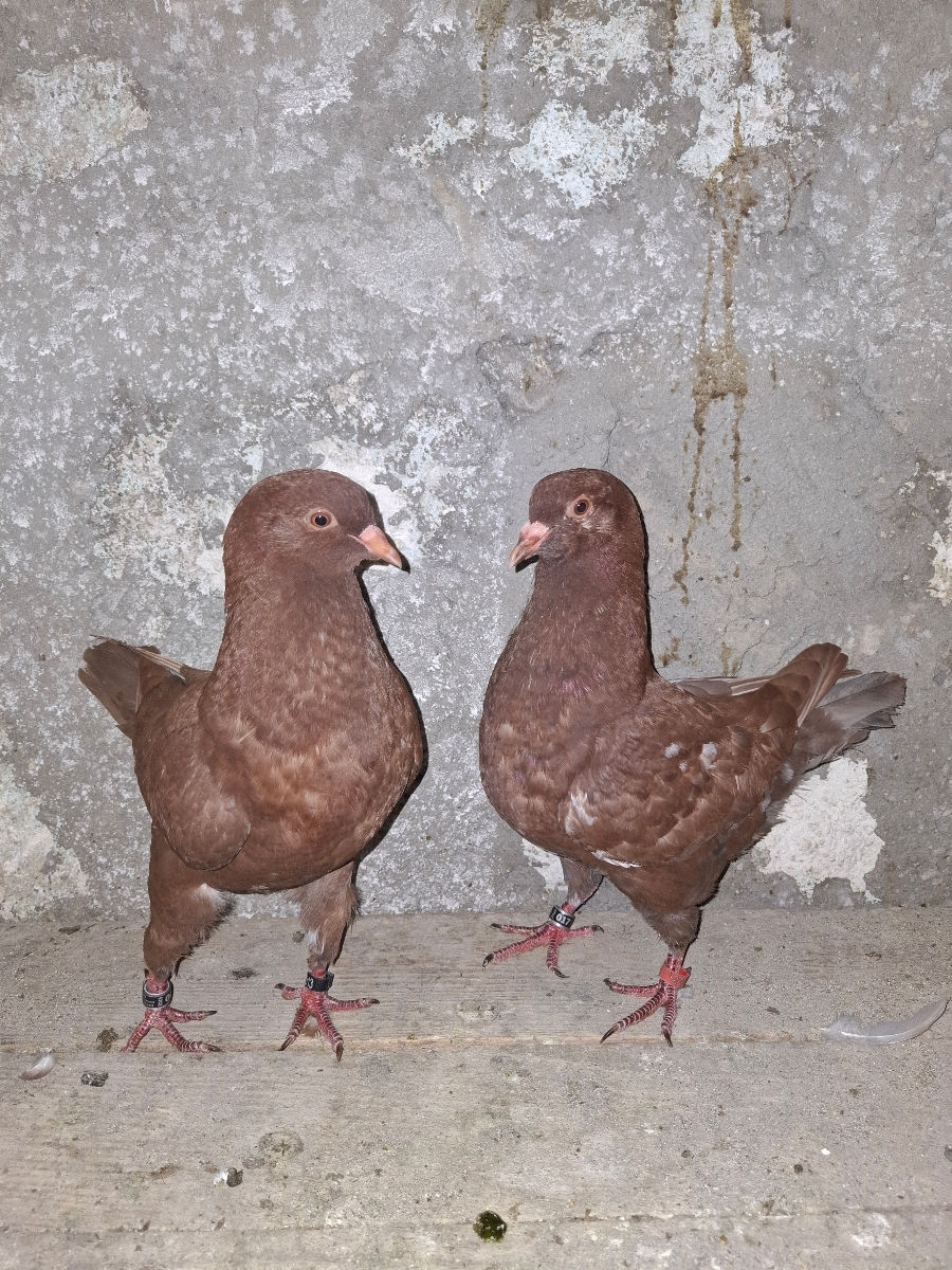 🕊️ Porumbei de rasă – King și Texani, talie mare 🕊️

 foto 1