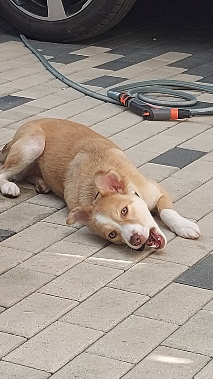 Cautam o casa pu Bony, Este o catelusca extraordinara de frumoasa !!! foto 3