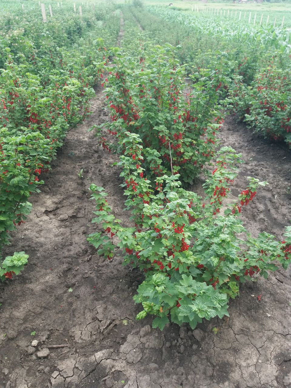 Vind smorodina rosie coacaza direct de la producator in jur de 600kg foto 9