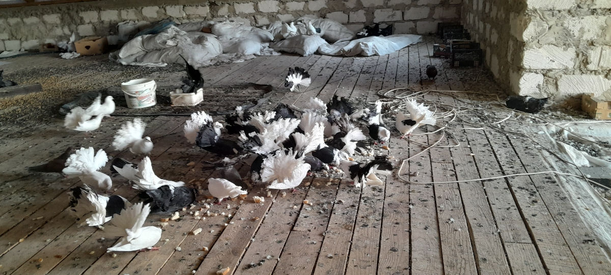 Vind hulubi pavlinii cu 200 lei perechia sau la schimb pe ceriale foto 1