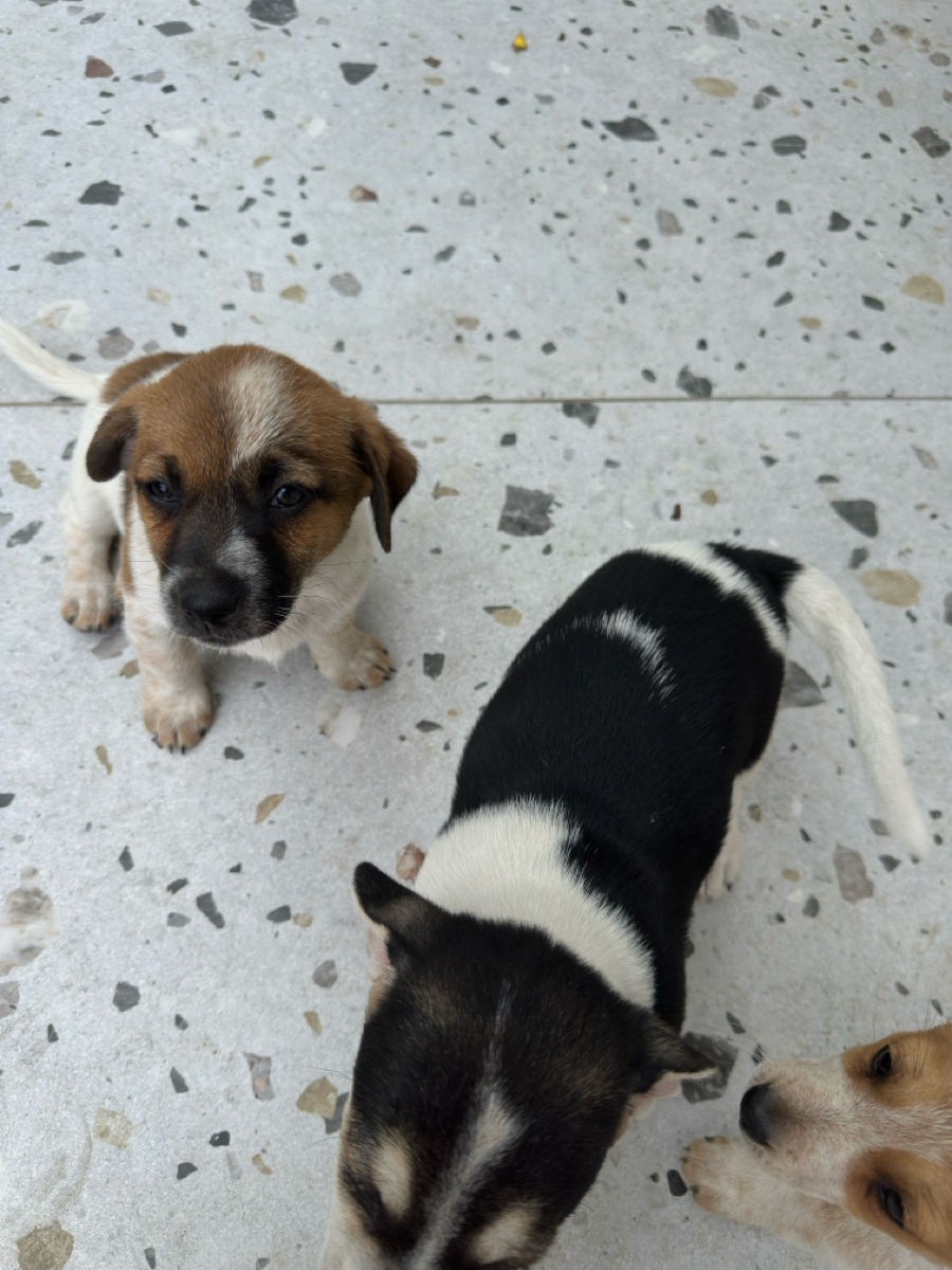 Pui Jack Russell Terrier (metis) de vânzare  foto 0