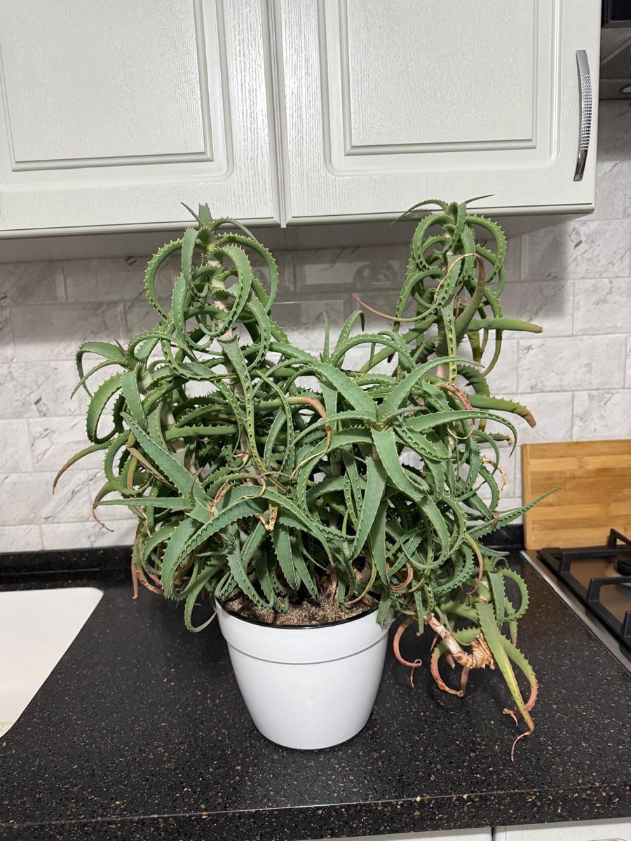 Vand floare de aloe vera foto 0