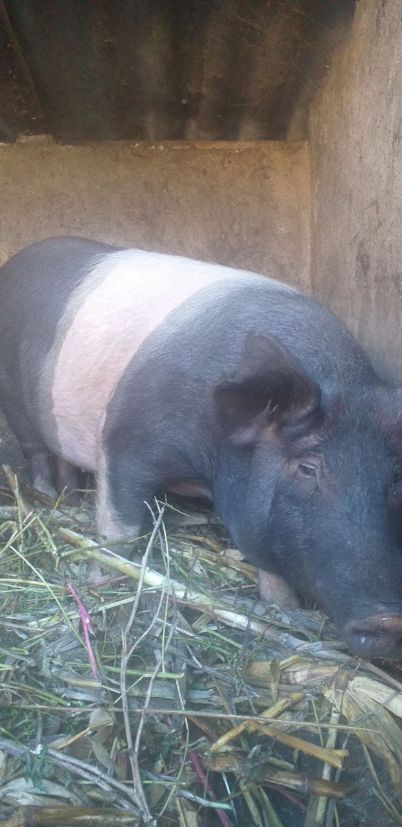 Vind 3 porci de casa 110-130kg.Sunati pe numărul 060968693  foto 0