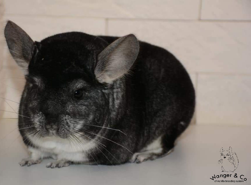 Important!!! Colectare de pielicele de chinchilla,șinșila,chinchila,шиншила,sinsila. foto 5