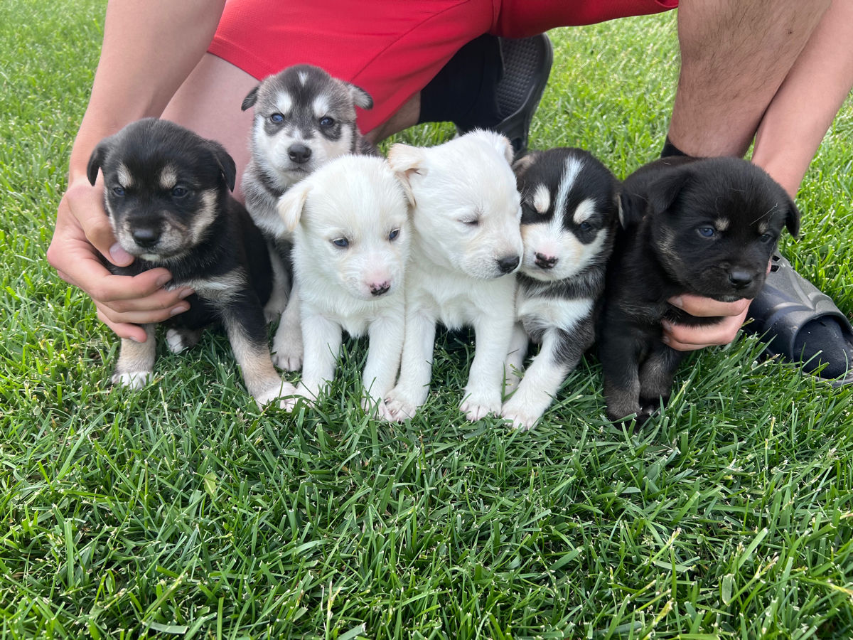 Vînd Metis Labrador & Husky foto 2