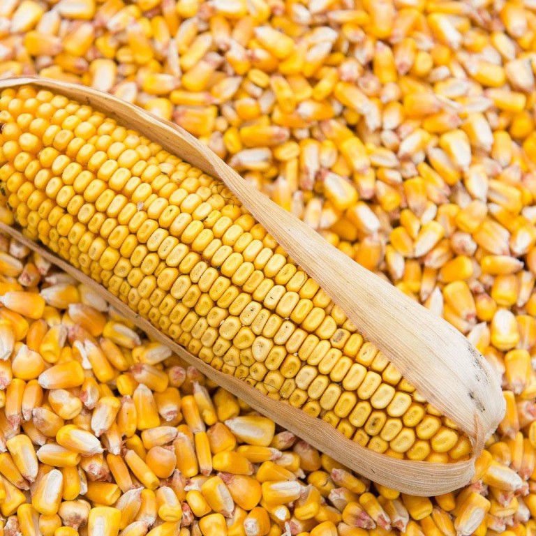Продам тонну зерна кукурузы