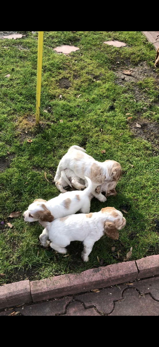 Cățeluși de Cocker Spaniel foto 3