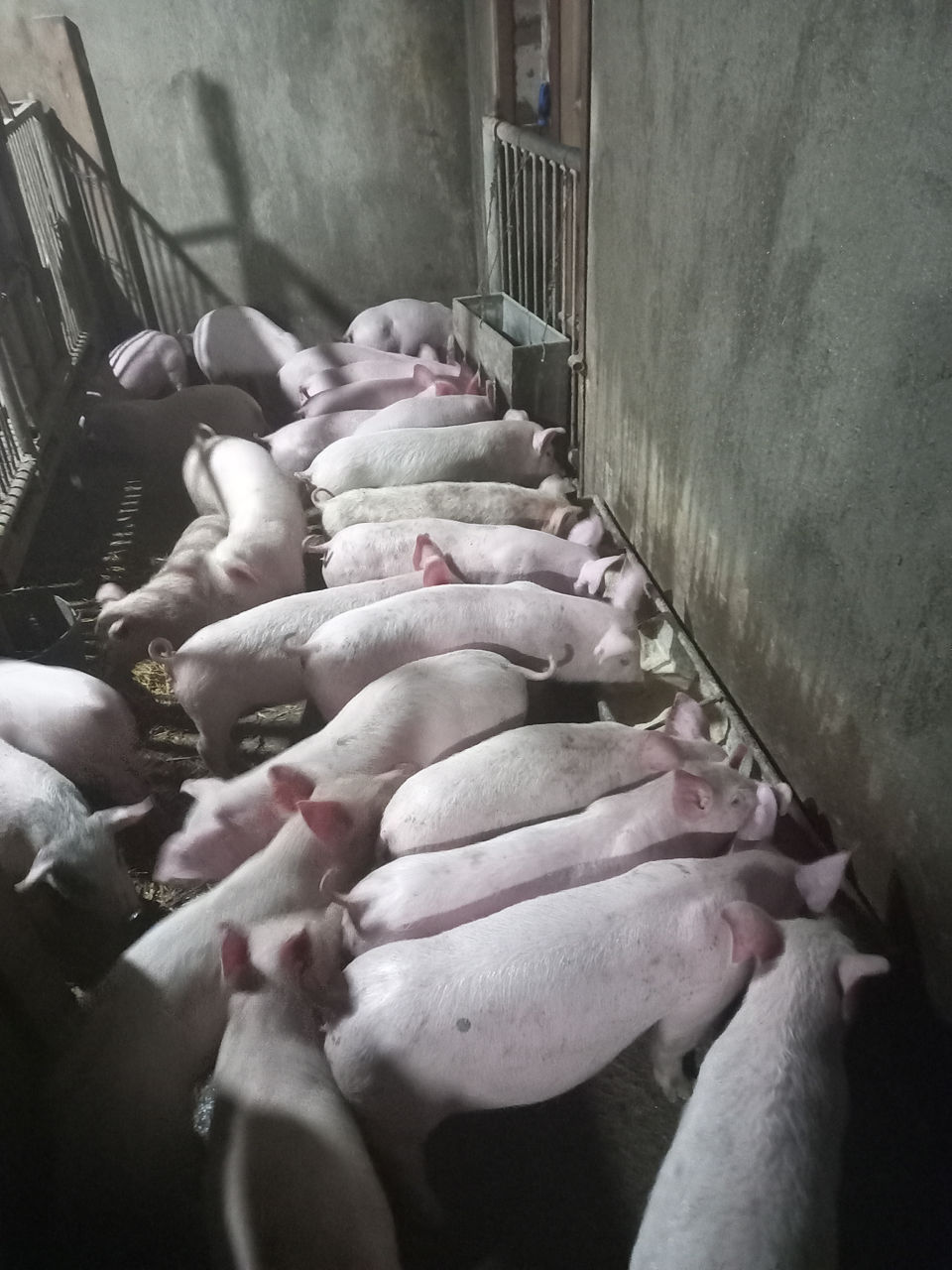 Продам поросят 12кг