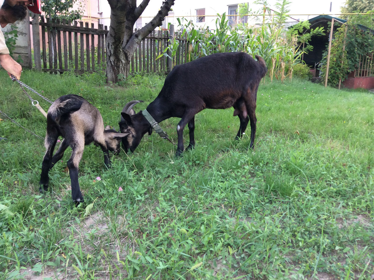 Коза и козочка мурсано- альпийка