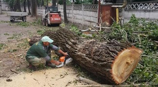 Defrisarea taierea copacilor Распил деревьев foto 0