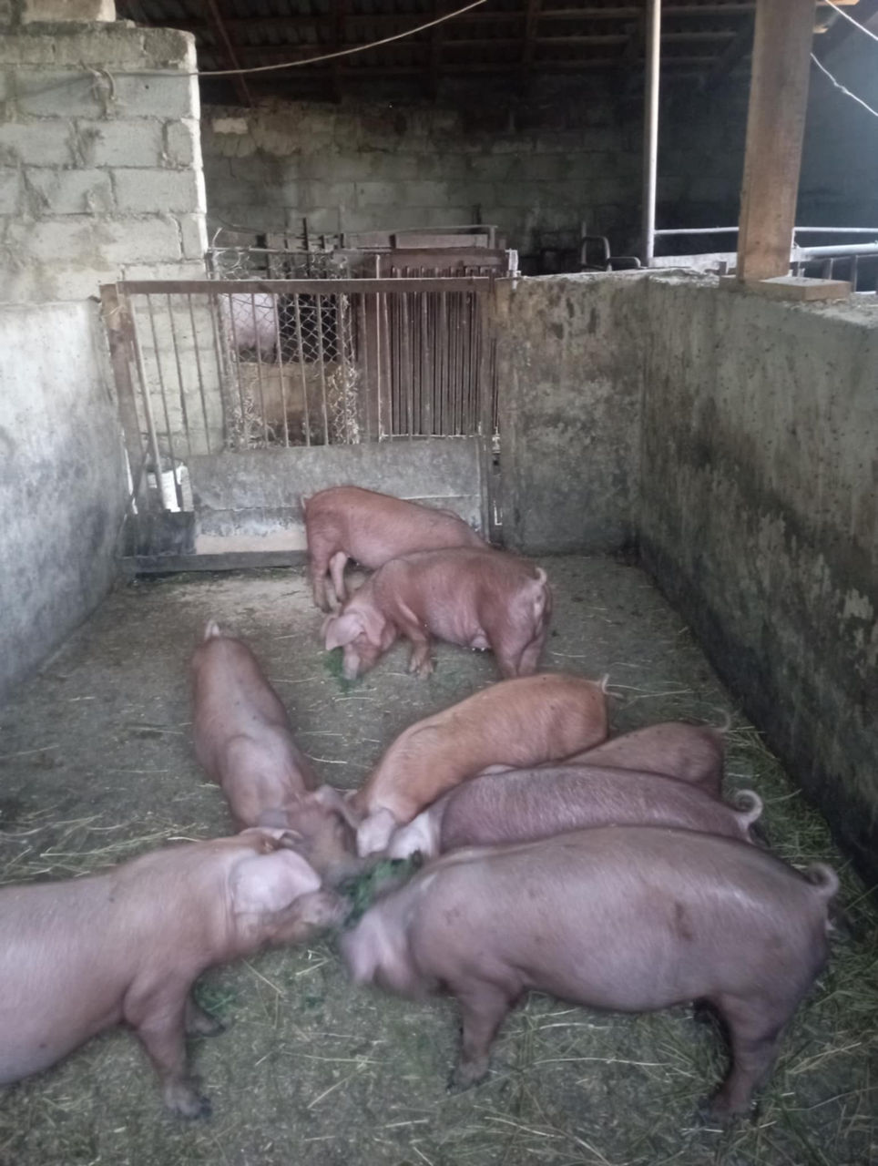 Vînd purcei rasă duroc  foto 3