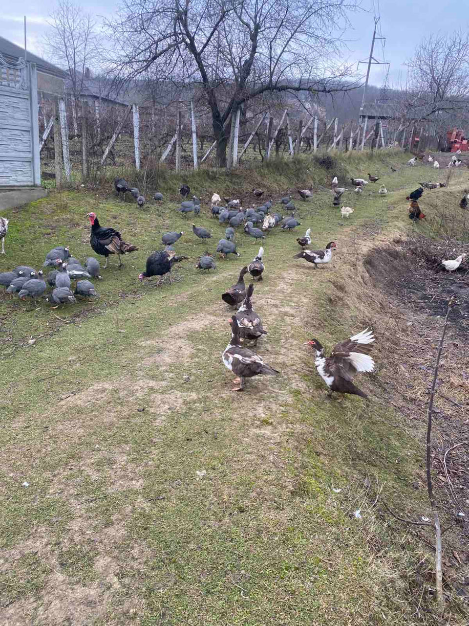 Avem în vinzare curcani curci bibilici rate mute giste hulubi epuri foto 4