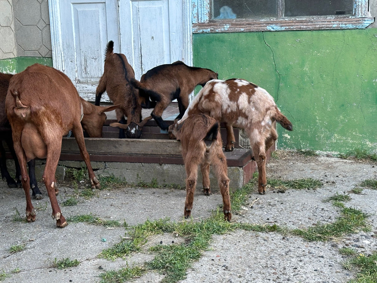 Продам козлят   foto 6