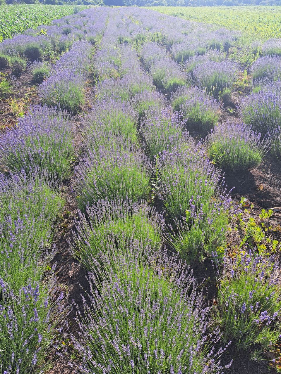 Lavanda foto 8