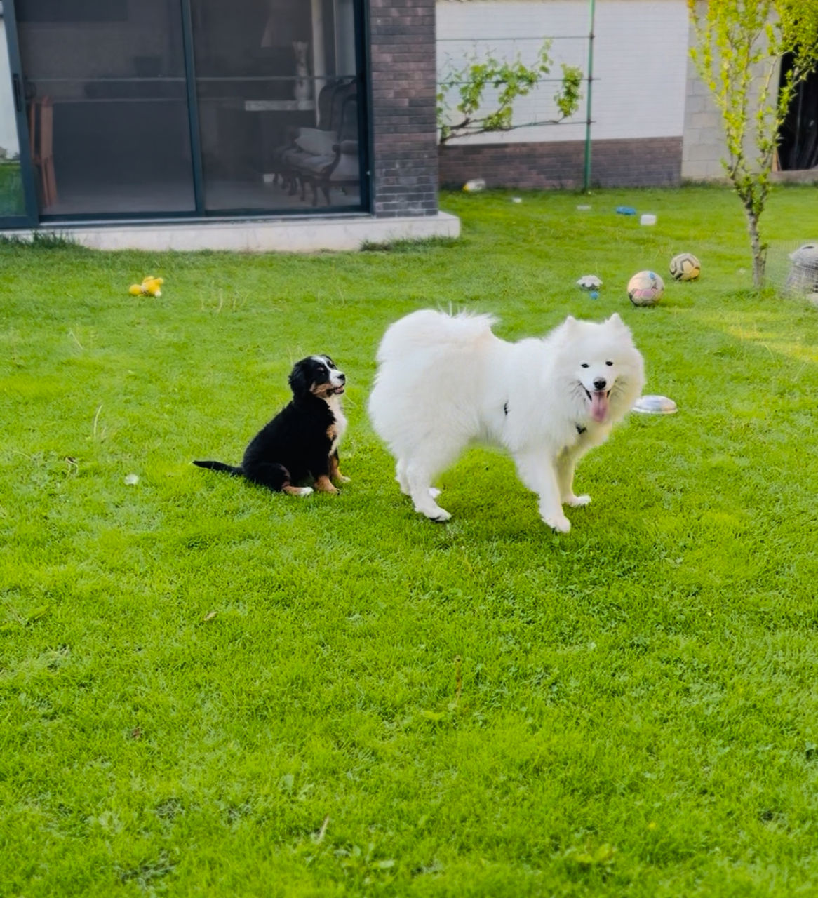 Câine samoyed foto 1