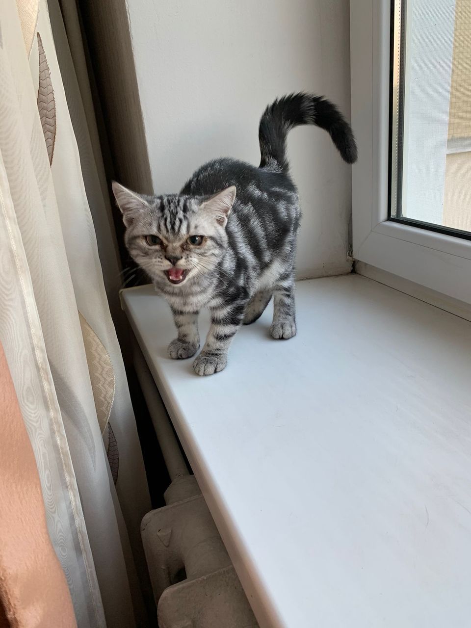 Скоттиш страйт Супер Цена)))