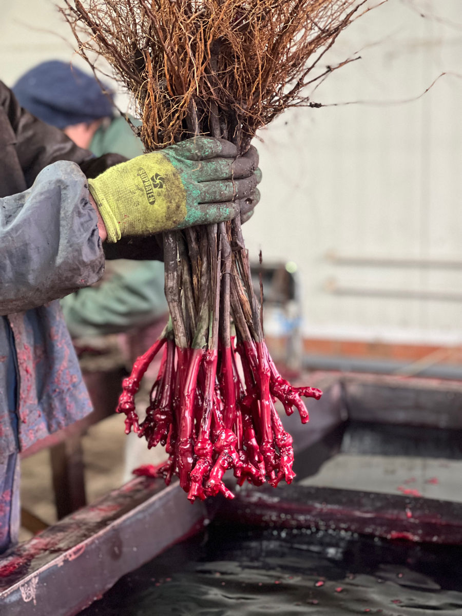 Butasi vita de vie foto 3