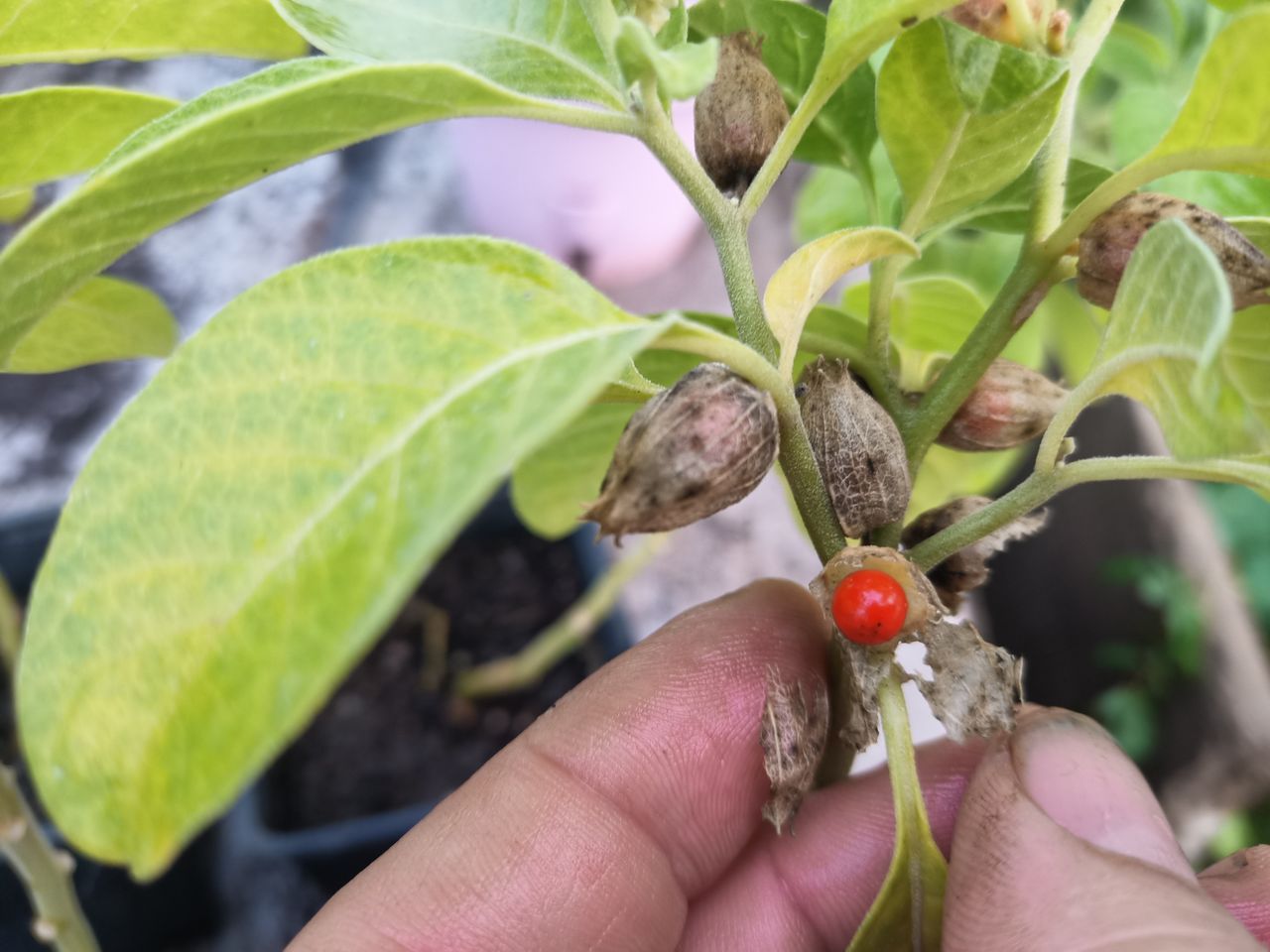 Ashwagandha sau Ginseng indian foto 3