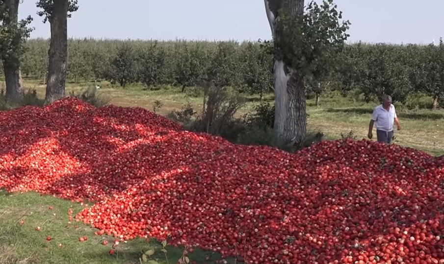 Яблоки на сок            Mere la suc foto 1